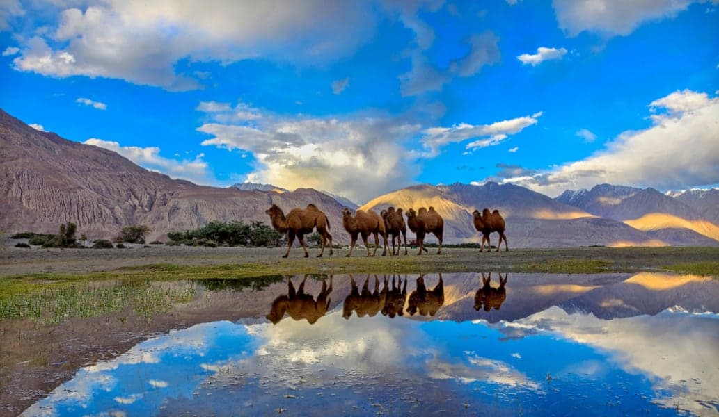 Ladakh Sightseeing Tour with Flights Image
