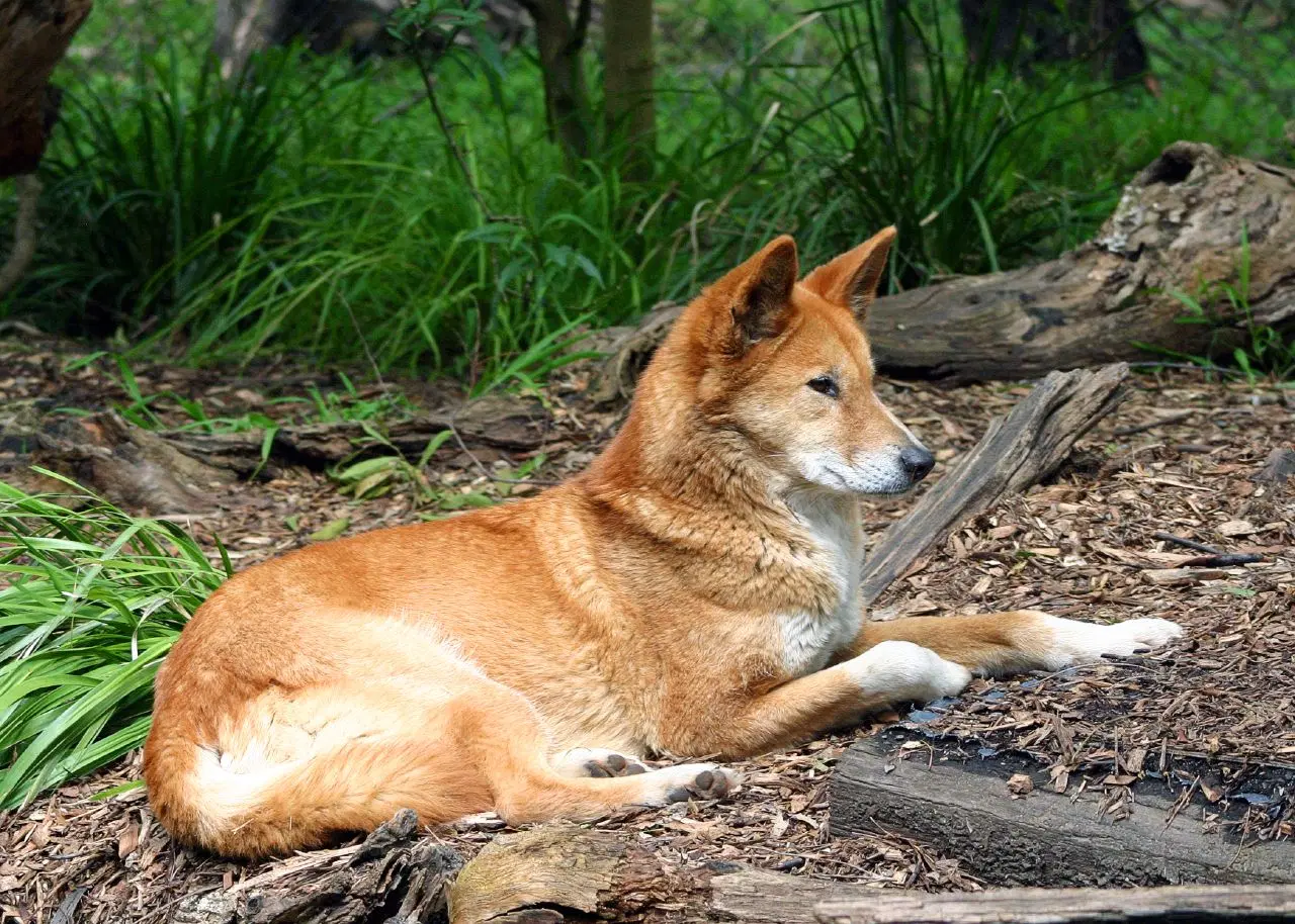 Dingo Country