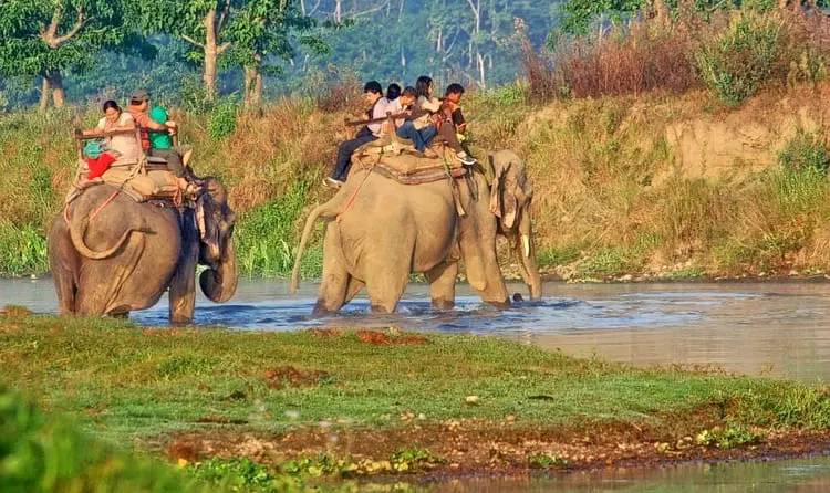 Elephant Safari