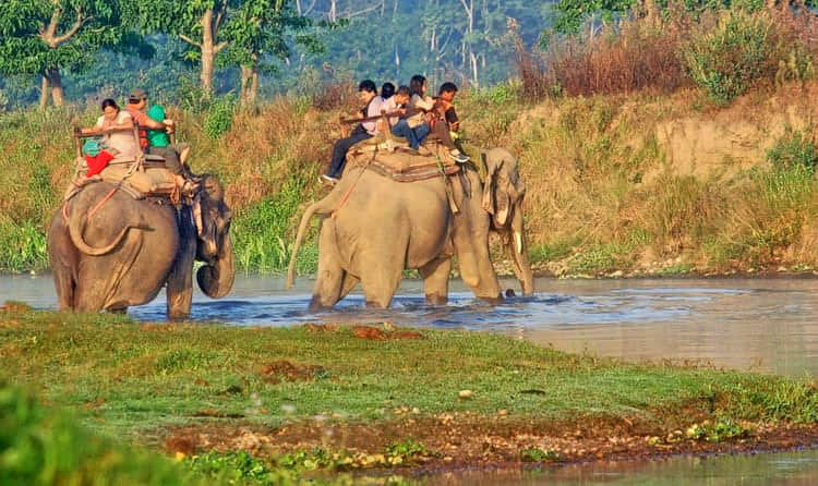 Elephant Safari