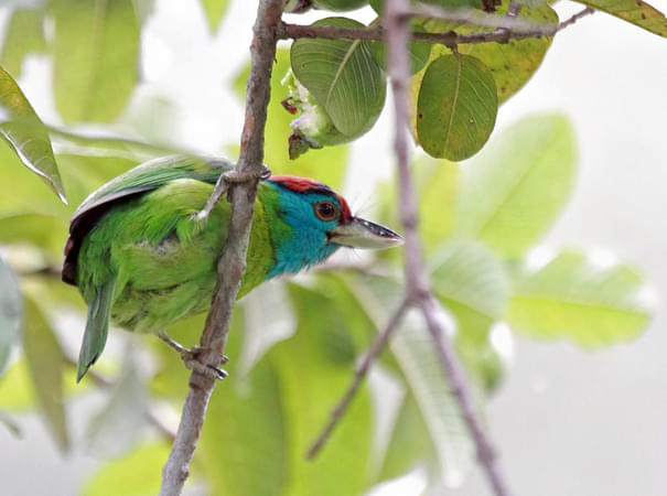 Koshi Tappu Wildlife Reserve