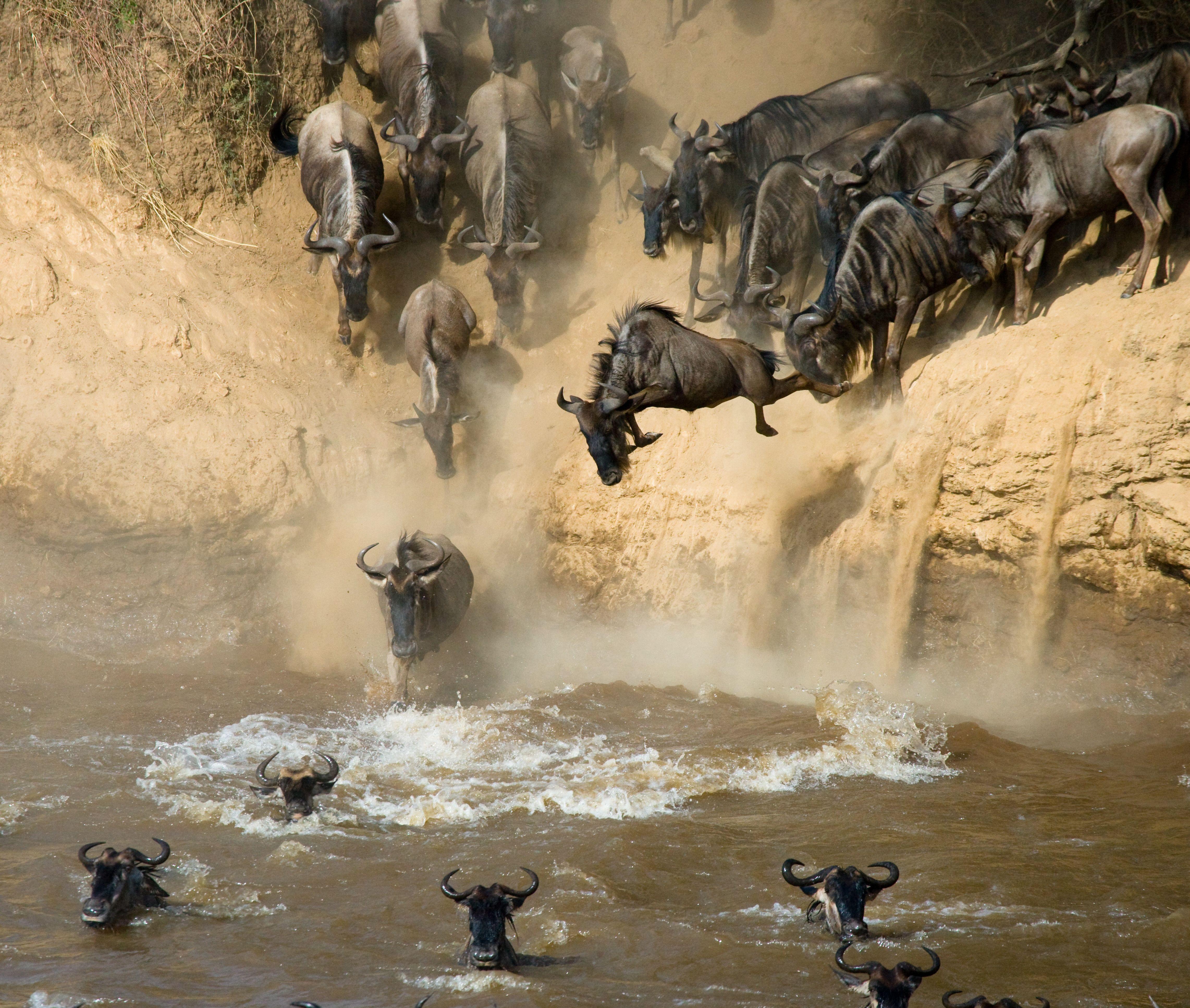 Great Migration Safaris