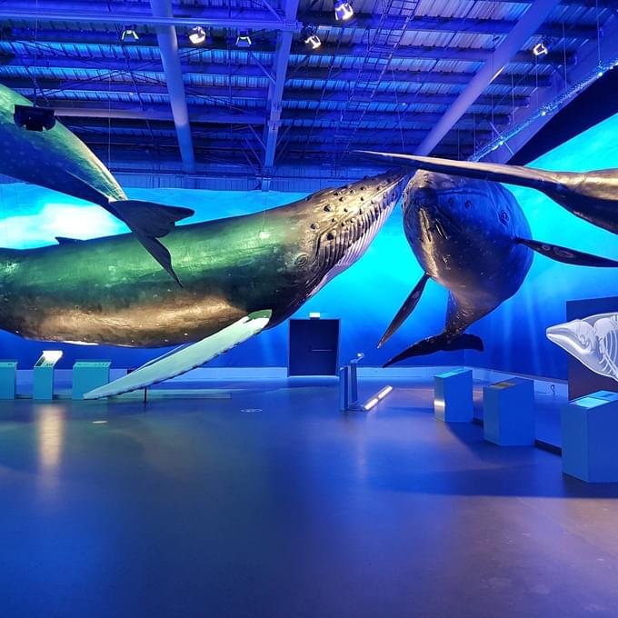 Whale museum in Reykjavik.jpg