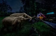 Explore Animals Zones At Singapore Night Safari Visit Now Explore Animals Zones At Singapore Night Safari Visit Now