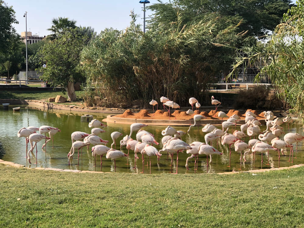 Riyadh Zoo, <em>Riyadh</em>