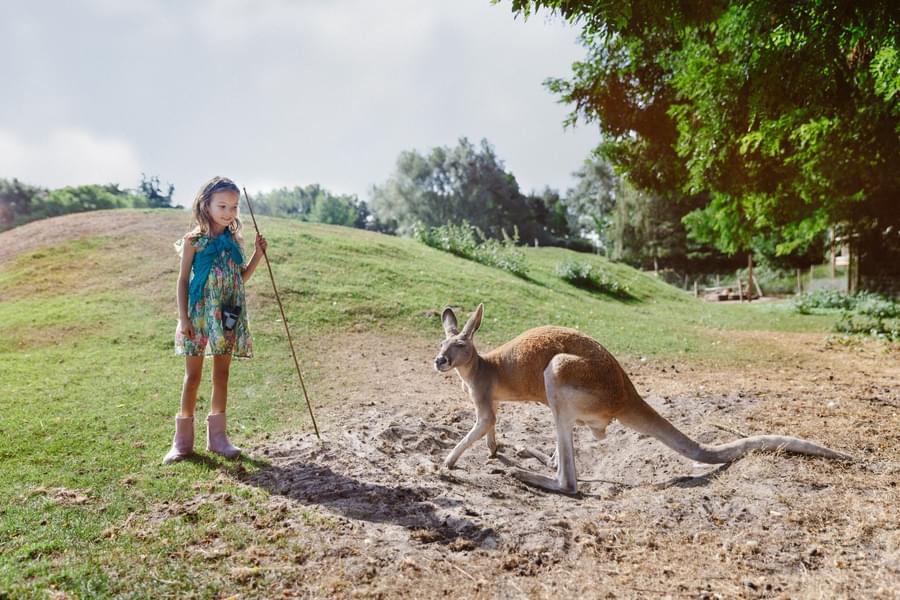 Try spotting a Kangaroo at the Outback