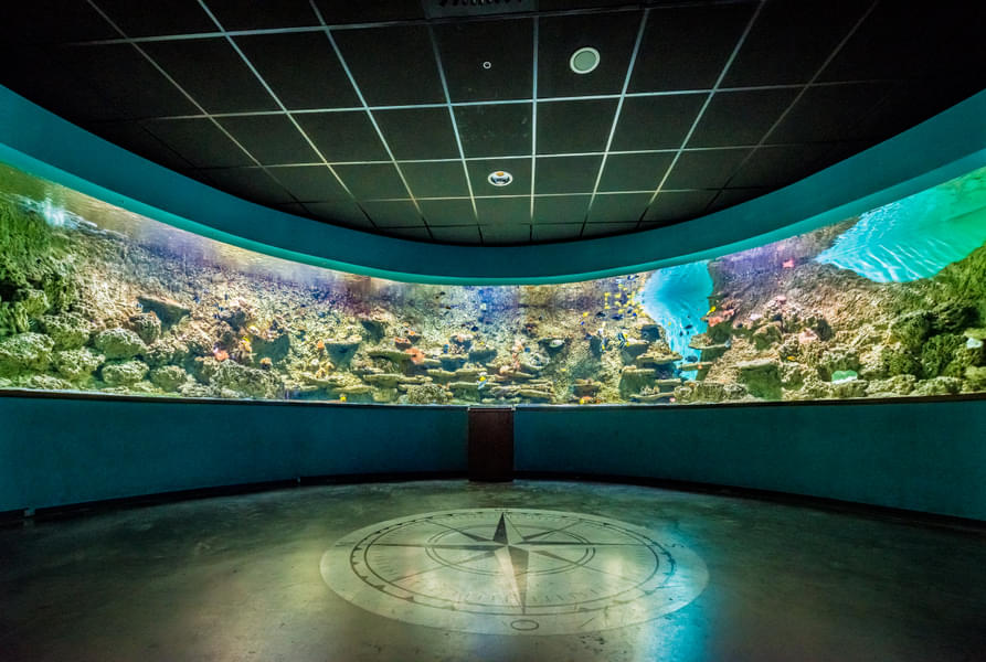 Explore the Seville aquarium to see a variety of aquatic animals