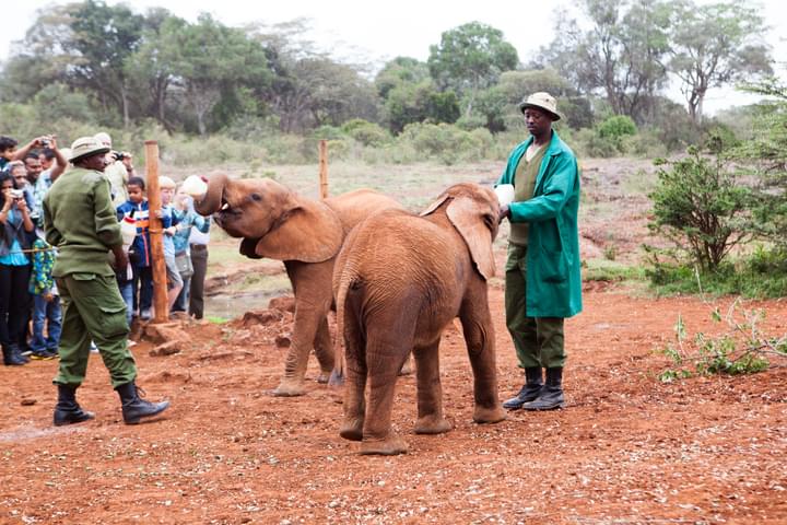 David Sheldrick Wildlife Trust Elephant Nursery