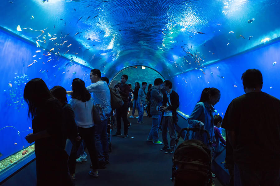 Osaka Aquarium Kaiyukan Tickets Image