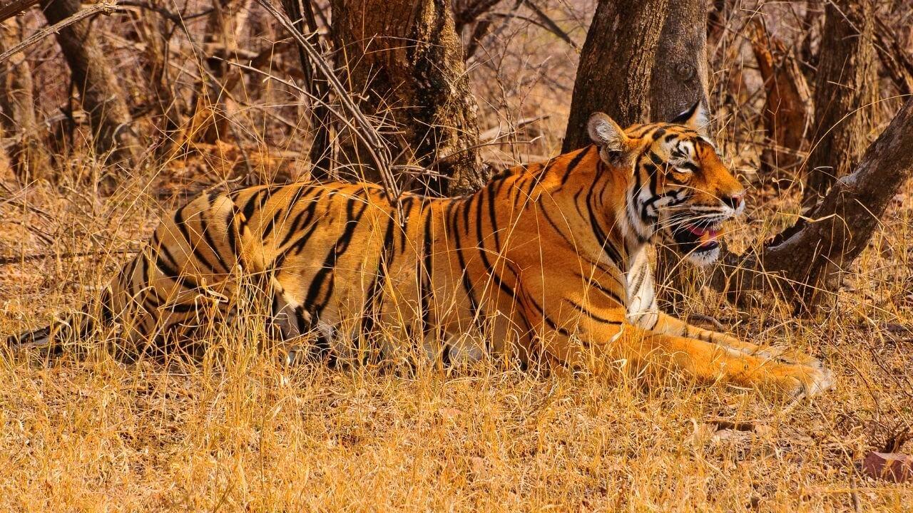 Sariska Tiger Reserve Overview