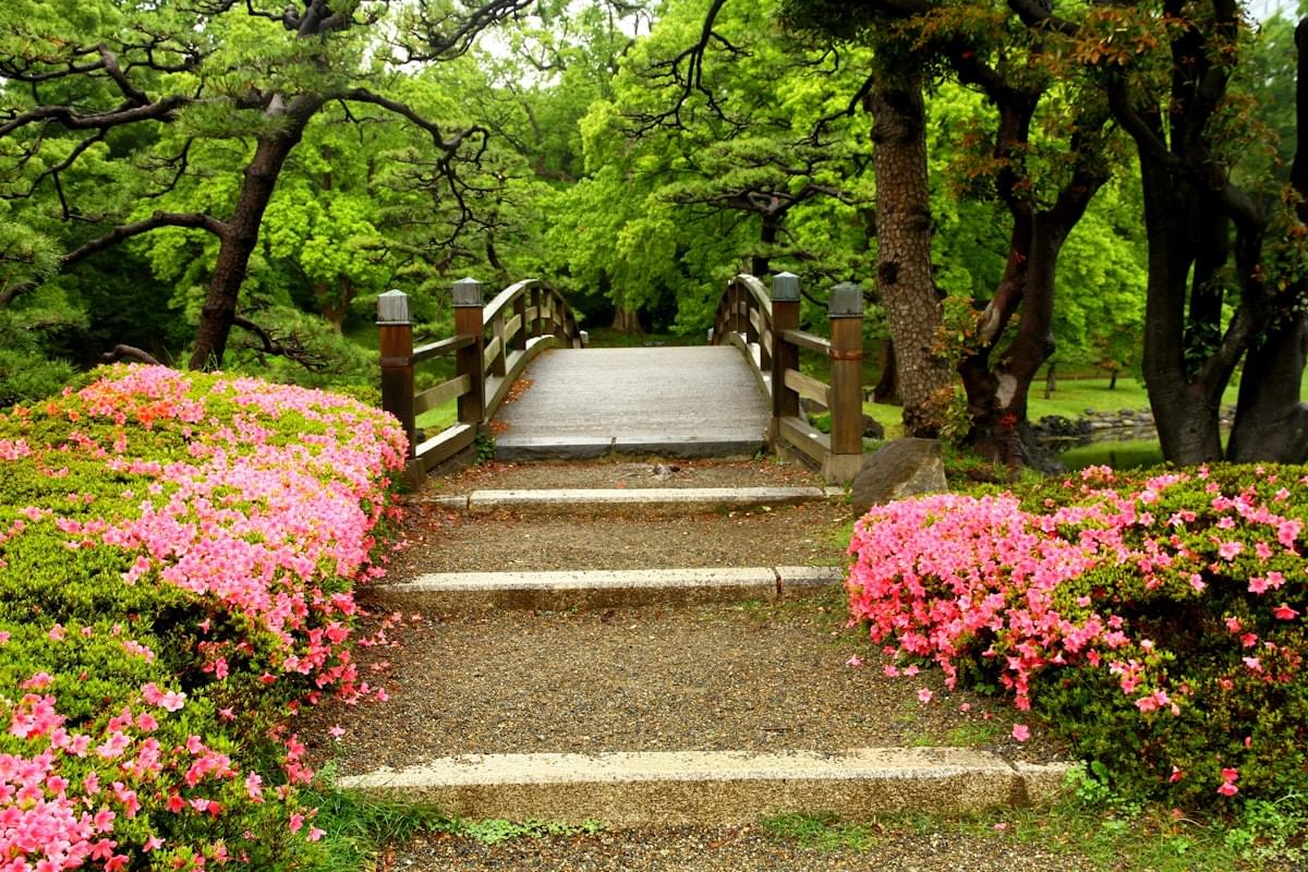 Stroll Through Peony Garden and Seasonal Blossoms