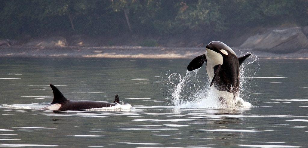 San Juan Island, Washington, USA