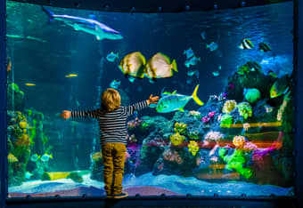 Catch sight of the popular clownfish and other marine creatures