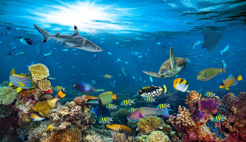 Shark Reef Aquarium & Undersea Explorer VR Experience Tickets Image