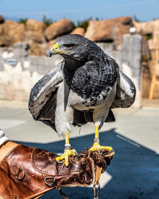 An Amphitheatre Bird Show