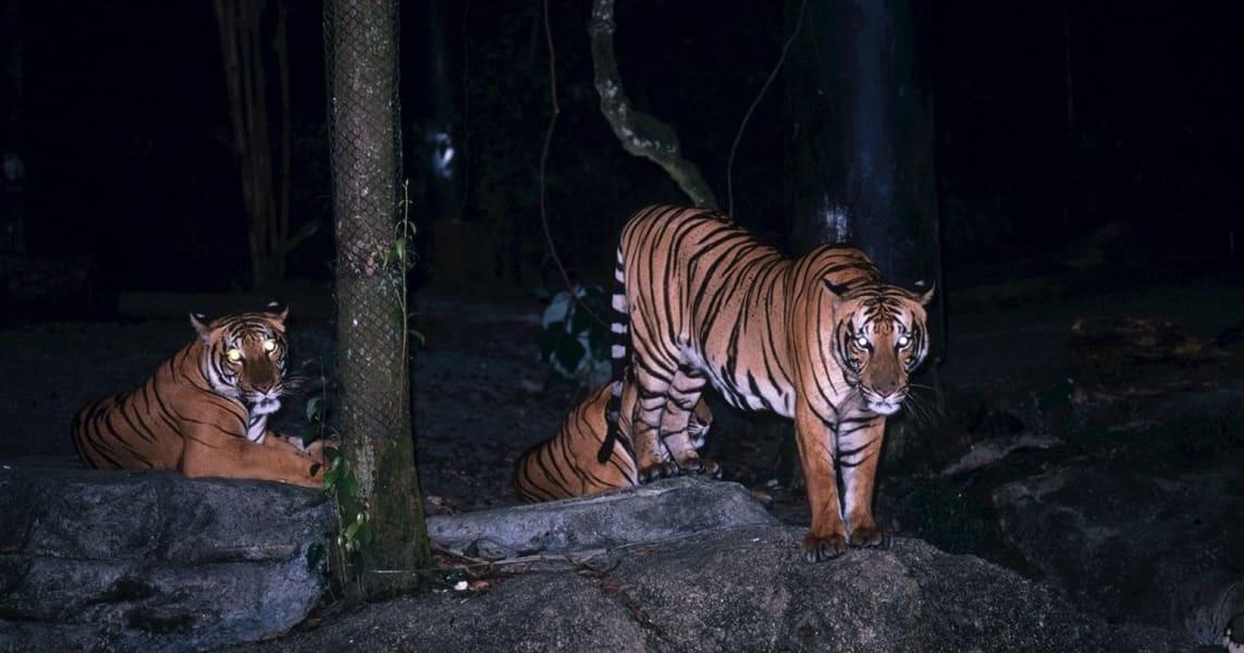 vy3zoiky94lqmhb3nsh2kxtzt7b7_singapore_night_safari_01_introduzione_jpg_1200_630_cover_85.jpg vy3zoiky94lqmhb3nsh2kxtzt7b7_singapore_night_safari_01_introduzione_jpg_1200_630_cover_85.jpg