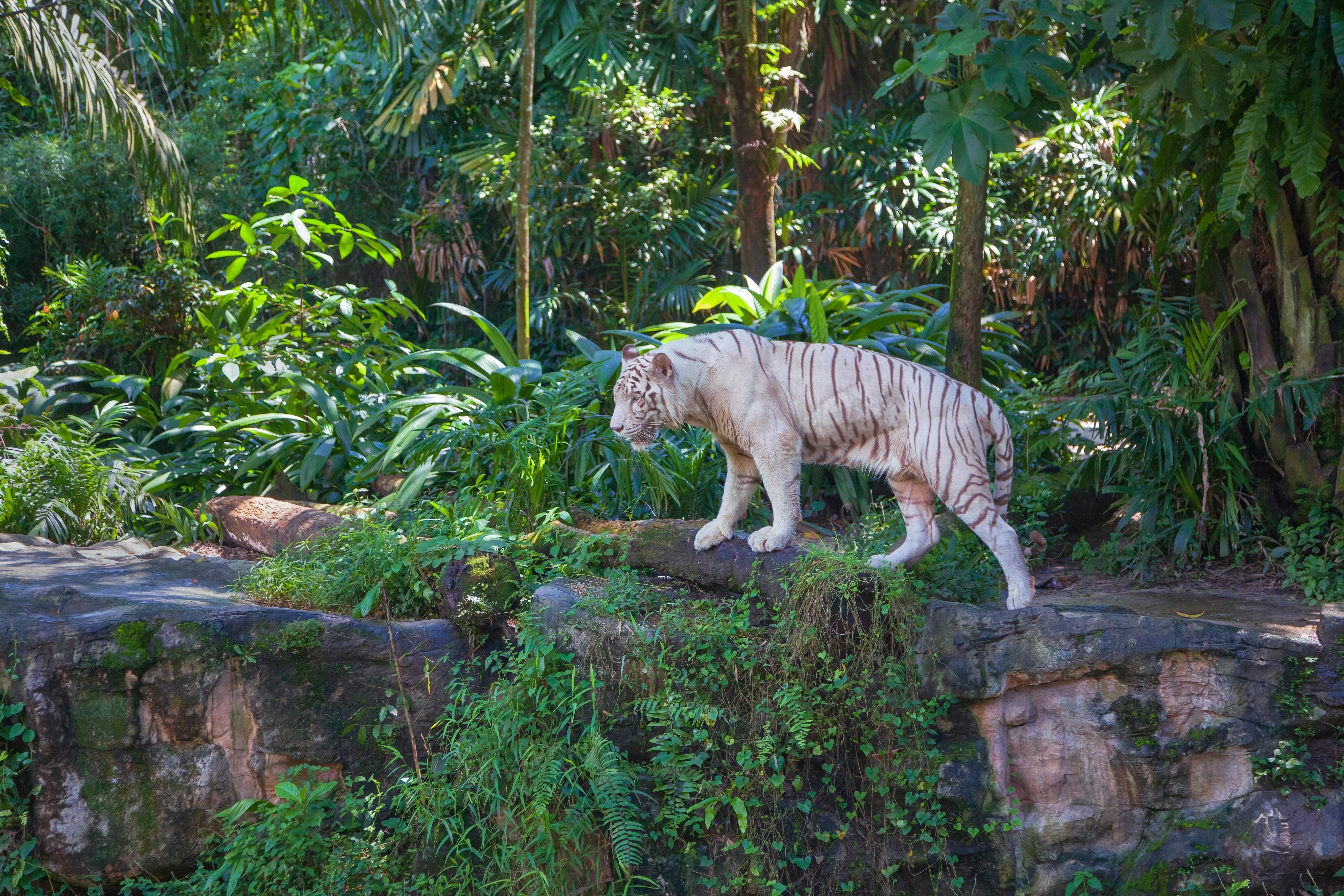 white tiger at singapore zoo