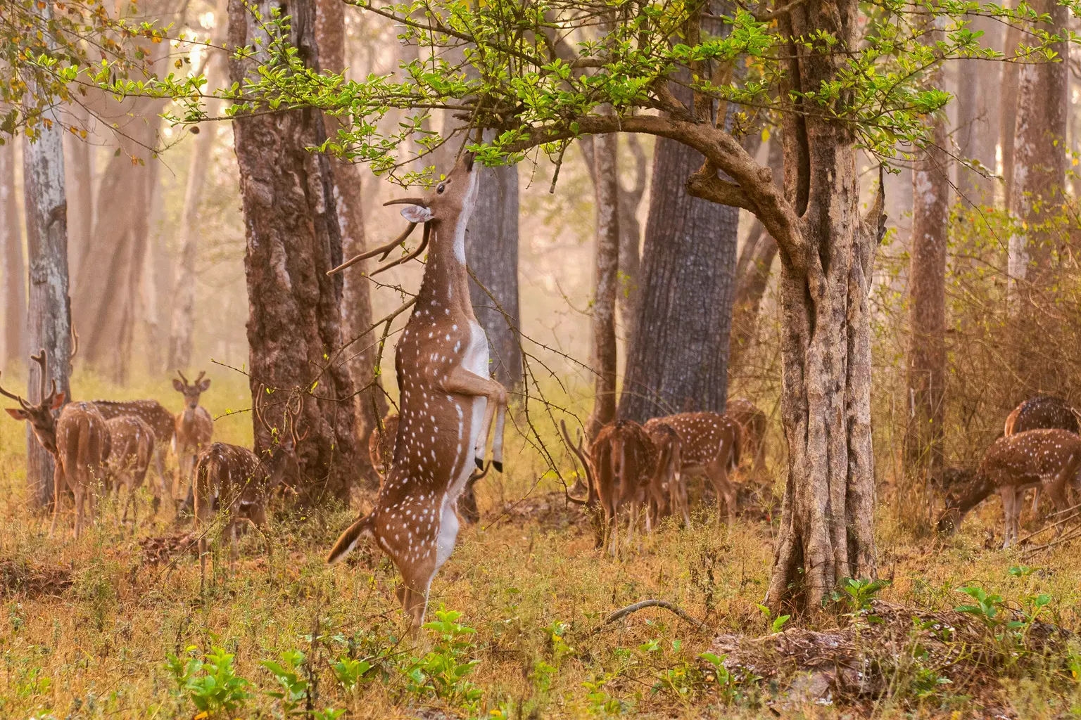 Renuka Wildlife Sanctuary