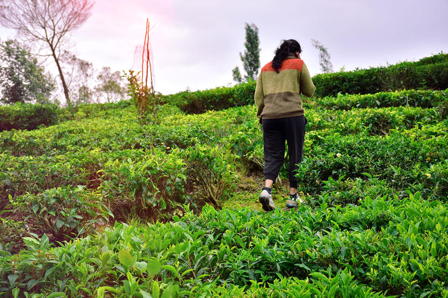 Offroad Jeep Ride & Sightseeing In Wayanad Image