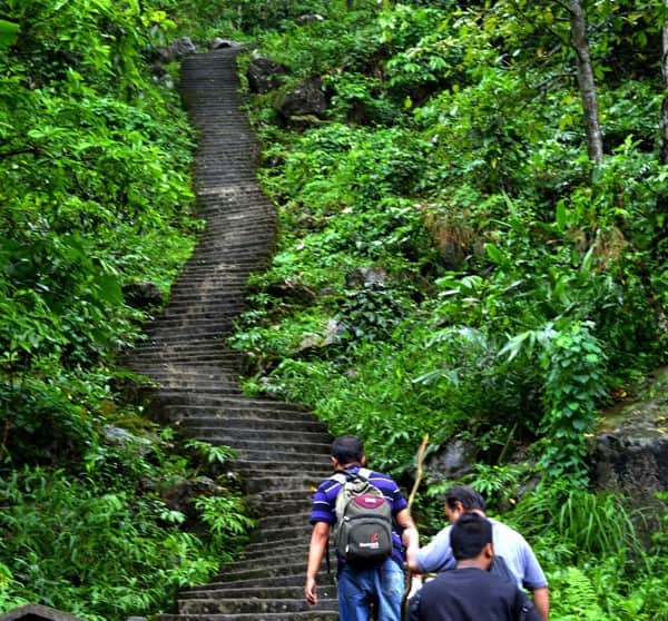 Trek Through the Forest to the Bridge