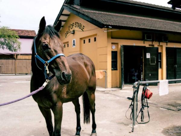 Horse Riding in Singapore
