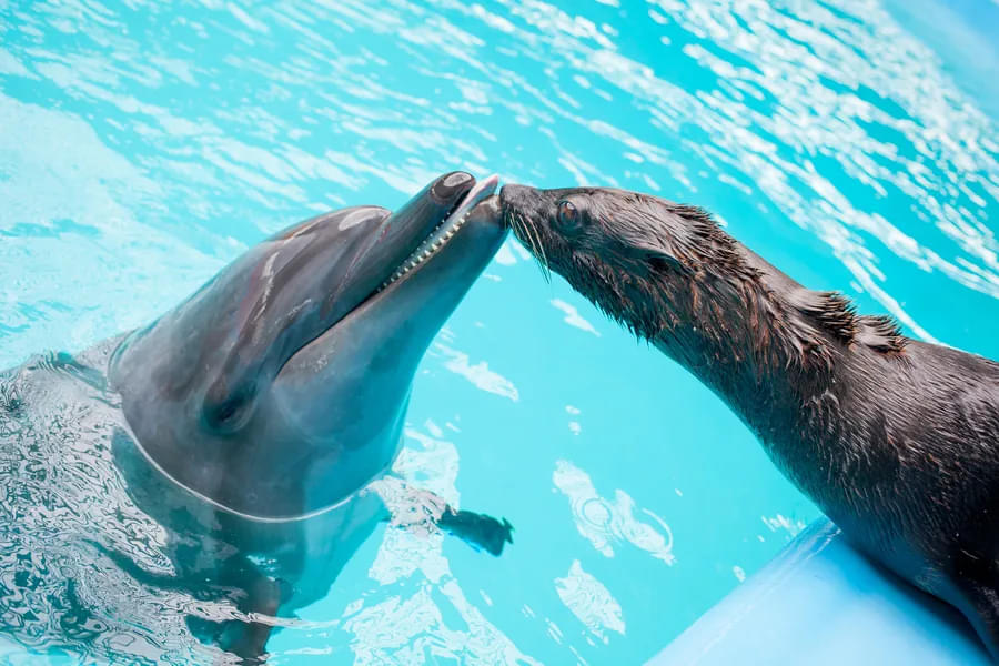 Watch seals and dolphins playing together in Dolphin & Seal Show at Dubai Dolphinarium