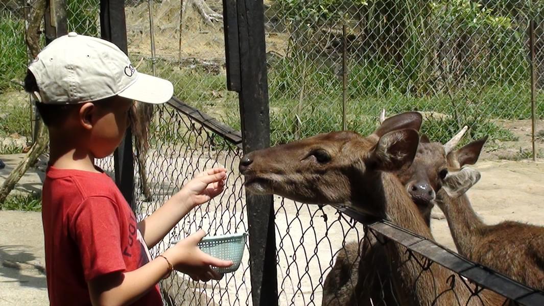 Step into the Deerland Park and get to feed the adorable deers