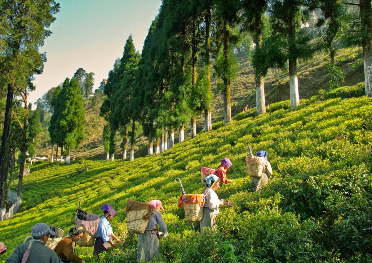 Gangtok Kalimpong Tour