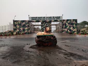 Visit Ambardi Safari Park in Gujarat
