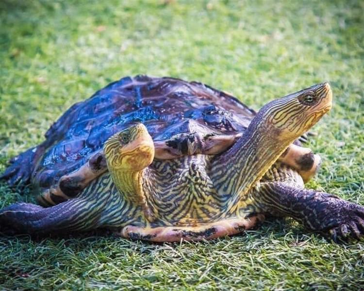 Be awe-struck by the very rare 2 head turtle