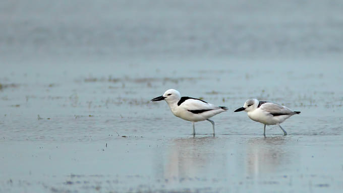 Birdwatching in Khor Al Beidah