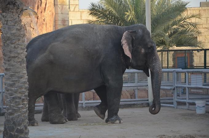 Elephant Encounter