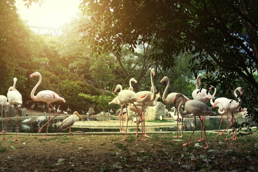 Meet and greet the stunning birds
