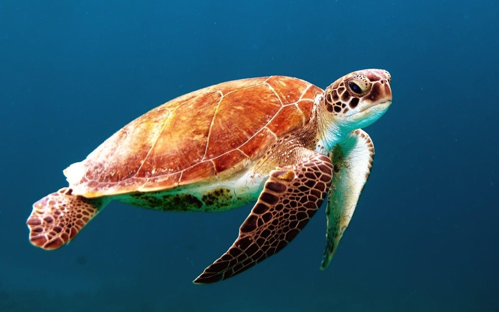 Turtle in Featherdale Wildlife Park