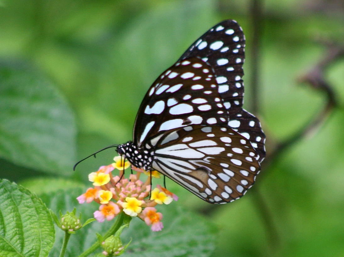 Ovalekar Wadi Butterfly Garden Overview