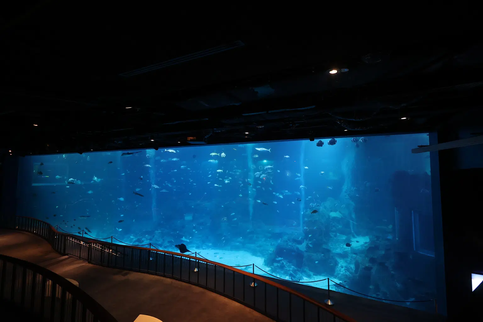 Wonderworld of Magical Reefs