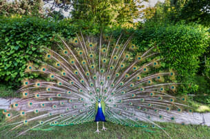 Visit the Lagos Zoo and have a marvelous experience