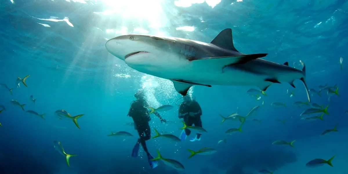 Aquariums in Australia