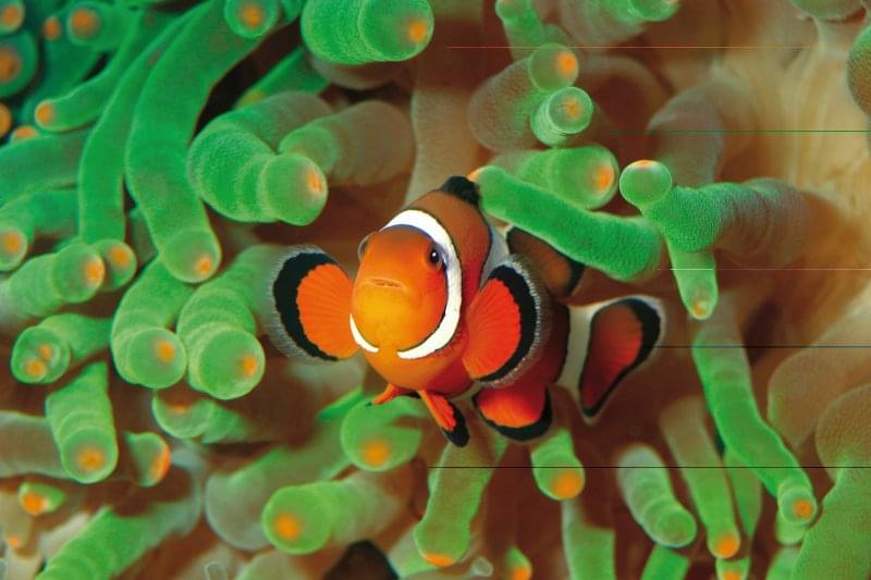 Take a stroll around the Mediterranean Gardens