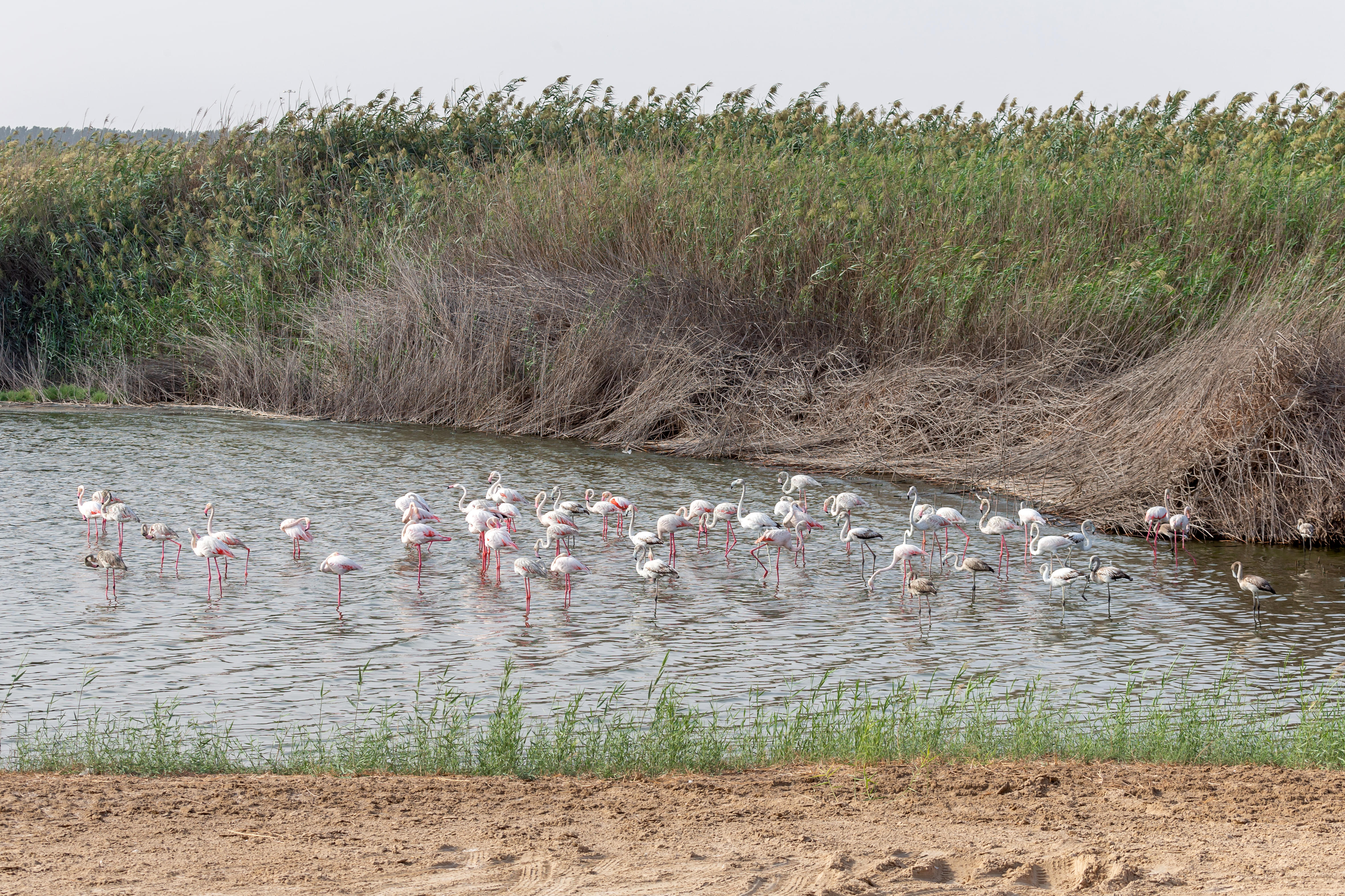 See the large group of Greater Flamingos