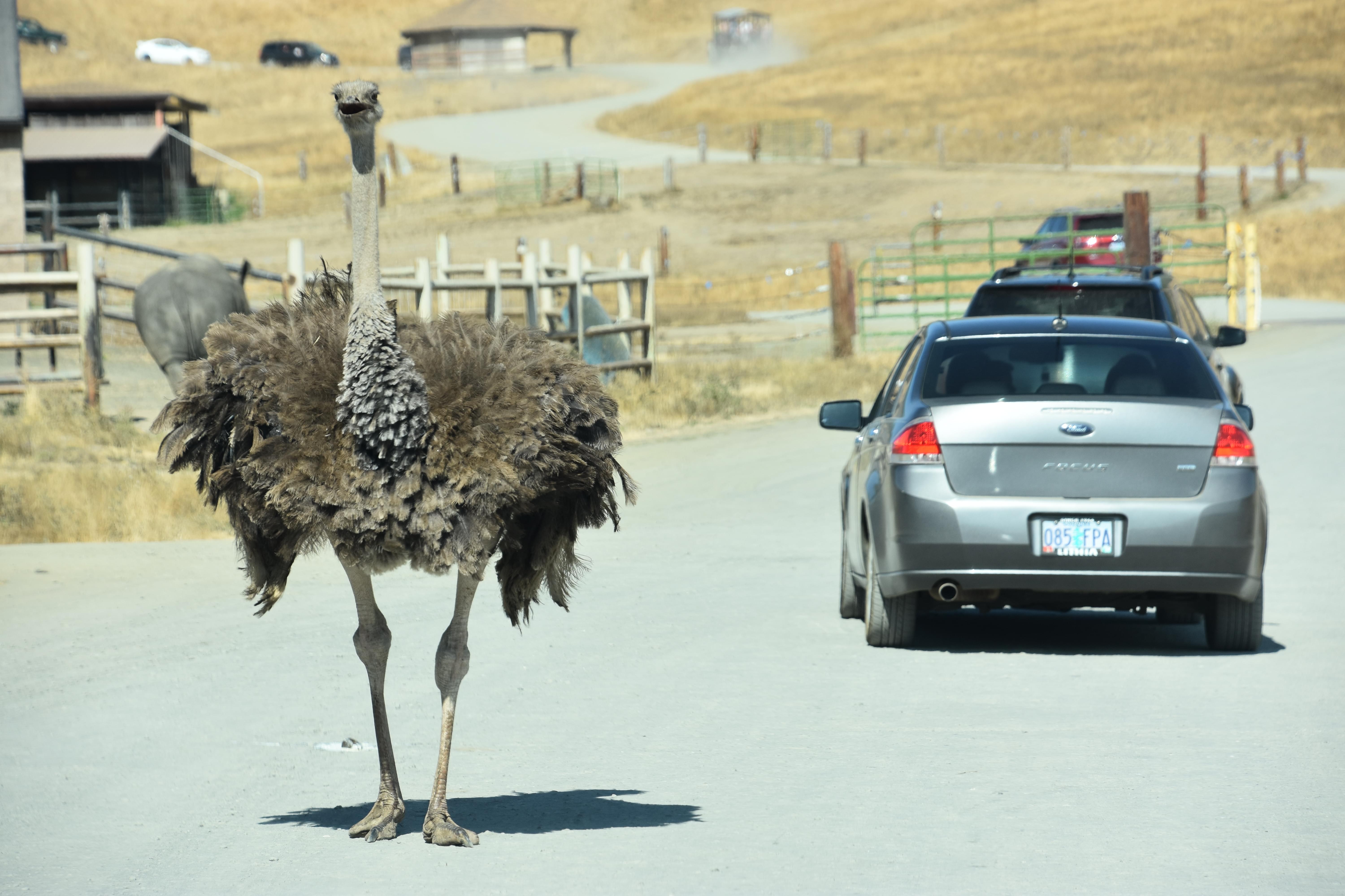 15 DriveThrough Zoos In USA Witness The Amazing Wildlife