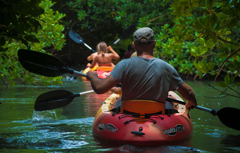 Kayaking in Mangroves Forest Image