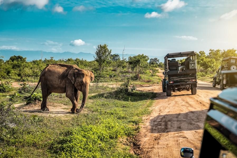 Jeep Safari in Thekkady Image