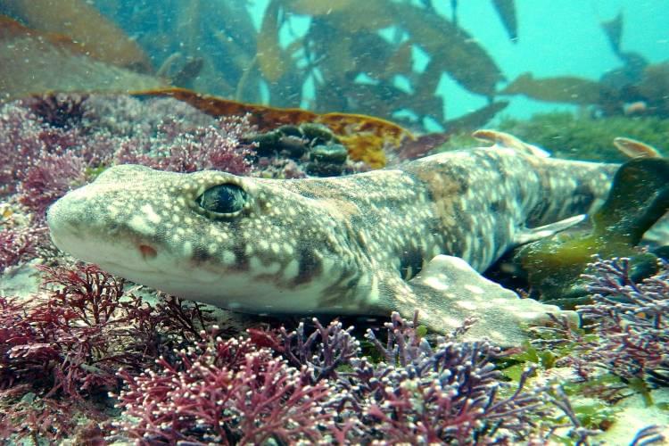 Highlights of Two Oceans Aquarium, Cape Town