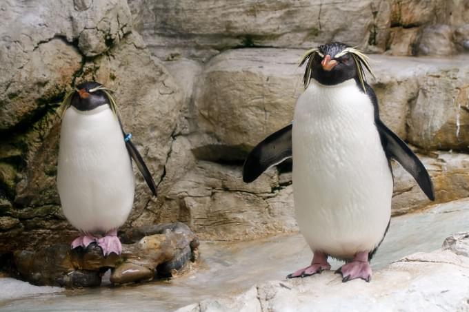 Southern Rockhopper Penguin