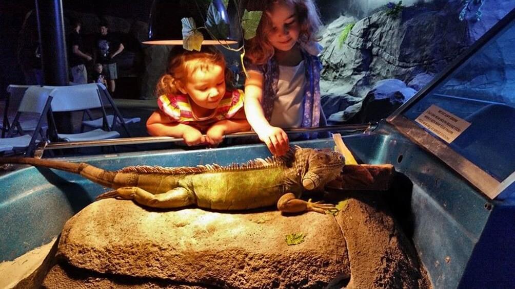 Meet the green iguana and get a chance to play around with it