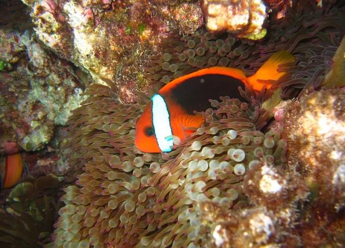 clownfish cave