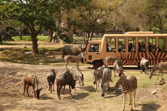 Visit Bali Safari and Marine Park 