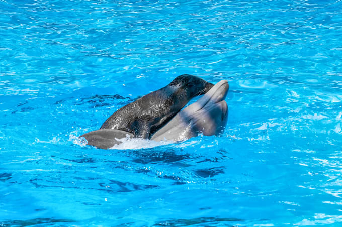 Dolphin and Seal Show