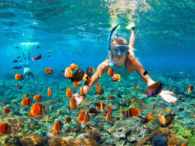 Oahu Snorkeling and Turtle Watching Half Day Tour